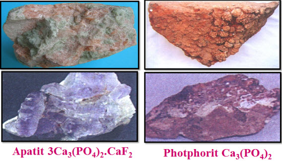Hai khoáng vật chính của photpho là Apatit và photphorit