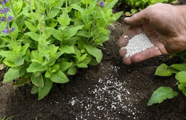 Phân hay được sử dụng để bón phân lót là