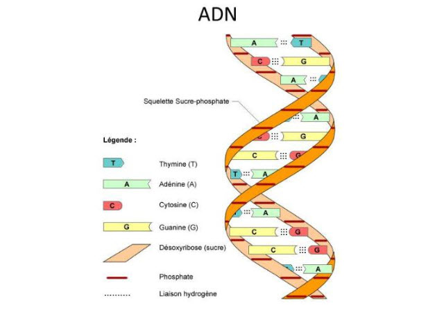 ADN là thuật ngữ viết tắt của axit đêôxiribônuclêic