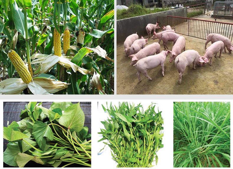 Vùng chăn nuôi lợn thường gắn chủ yếu với vùng trồng cây lương thực .