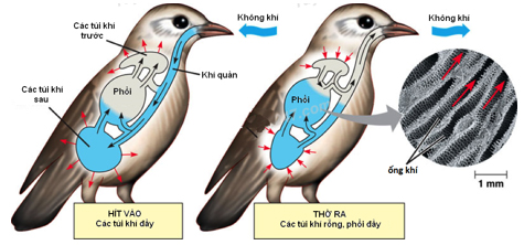 Sự lưu thông khí trong các ống khí của chim