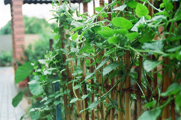 Mồng tơi leo bằng thân quấn