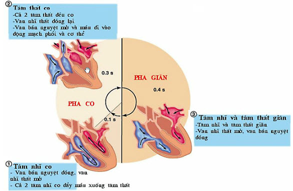 Ở người trưởng thành mỗi chu kì tim kéo dài 0,8 giây