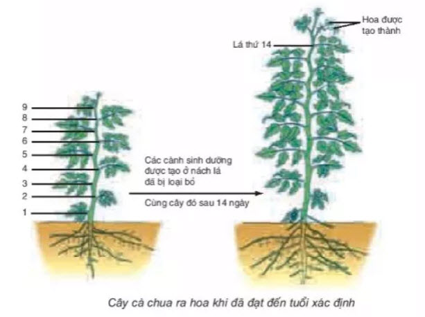 Tuổi của cây một năm được tính theo số lá