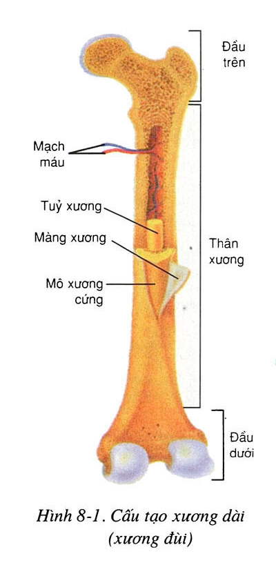 Cấu tạo của xương dài