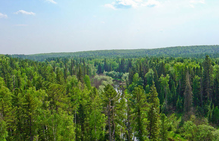 Rừng của Liên bang Nga phân bố tập trung ở phần lãnh thổ phía Đông