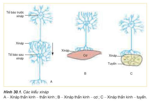 Xináp là diện tiếp xúc giữa tế bào thần kinh với tế bào thần kinh