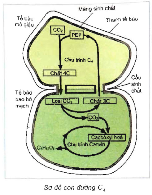 Ở thực vật C4, giai đoạn đầu cố định CO2 tạm thời diễn ra ở tế bào mô giậu