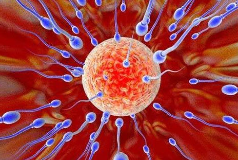 Hợp tử được tạo nên từ 1 trứng và 1 tinh trùng