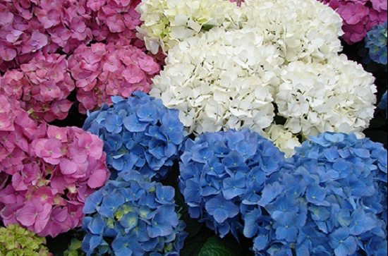 Hoa cẩm tú cầu sẽ có màu sắc thay đổi theo độ pH của đất 