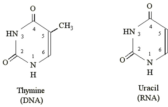 Cấu trúc của timin khác với uraxin về loại đường và loại bazo nito