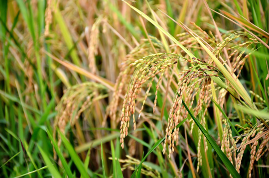 Cây lương thực quan trọng nhất ở các nước châu Á là lúa gạo.