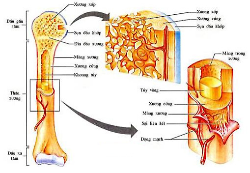 Ở xương dài, màng xương có chức năng giúp xương phát triển to về bề ngang