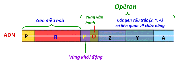 Operon là cụm gồm một số gen cấu trúc do một gen điều hòa nằm trước nó điều khiển