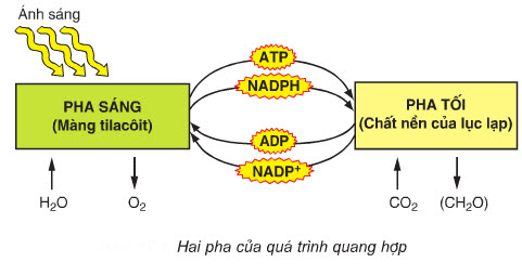 Sản phẩm của pha sáng gồm: ATP, NADPH VÀ O2