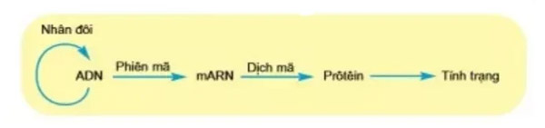 Trong quá trình dịch mã, phân tử mARN có chức năng làm khuôn cho quá trình dịch mã.