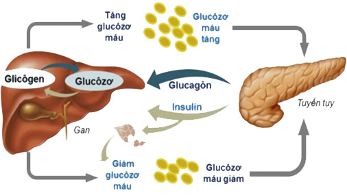 Khi hàm lượng glucozơ trong máu tăng, cơ chế điều hòa diễn ra