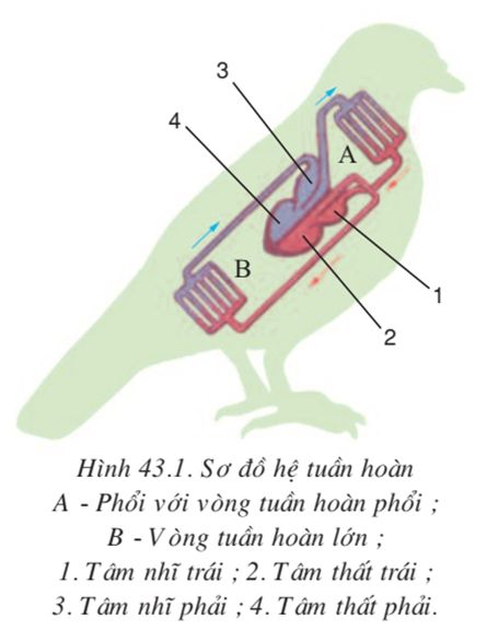 Hệ tuần hoàn kép của chim bồ câu