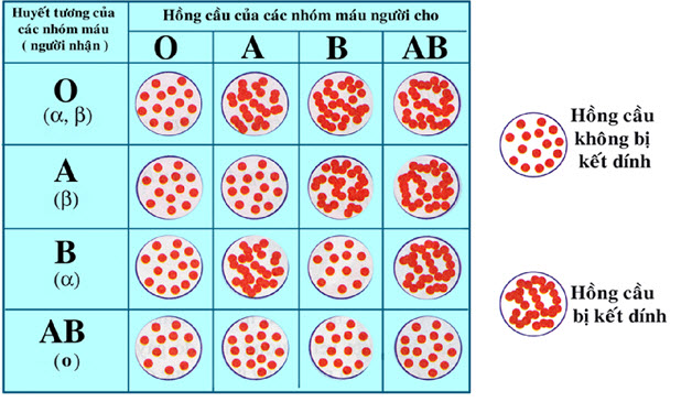 Trong hệ nhóm máu ABO, khi lần lượt để các nhóm máu