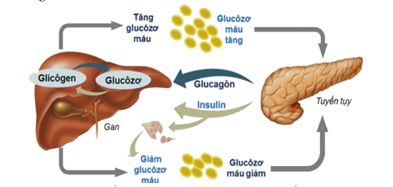 Insulin giúp chuyển glucose ở gan thành dạng glycogen để dự trữ.