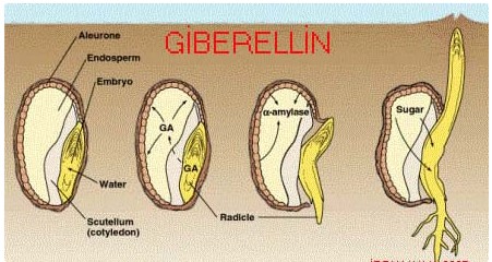 Gibêrelin được sinh ra ở bộ phận nào của cây?