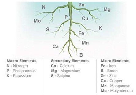Các nguyên tố vi lượng thường cần một lượng rất nhỏ đối với thực vật vì