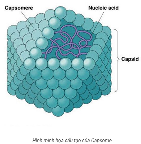 Axit nucleic và vỏ ngoài capsit kết hợp với nhau tạo thành