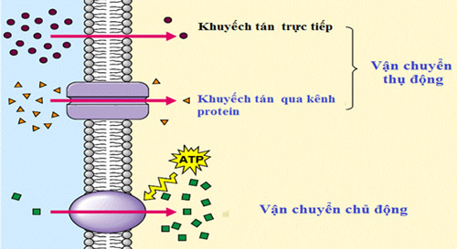 Chất O2, CO2 đi qua màng tế bào bằng phương thức khuếch tán qua lớp kép photpholipit
