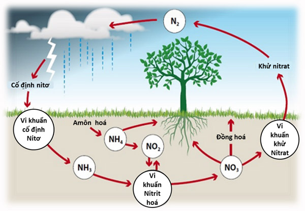 Nitơ trong xác thực vật, động vật là dạng nito hữu cơ cây không hấp thụ được