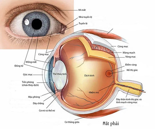 Mống mắt còn có tên gọi khác là lòng đen.