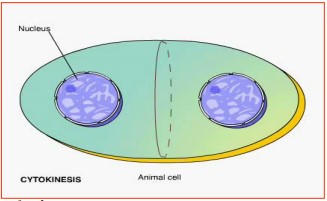 Phân chia tế bào chất ở động vật