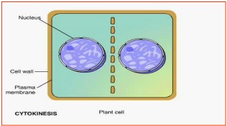 Phân chia tế bào chất ở thực vật