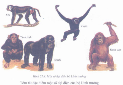 Đặc điểm chung của khỉ hình người là không có đuôi