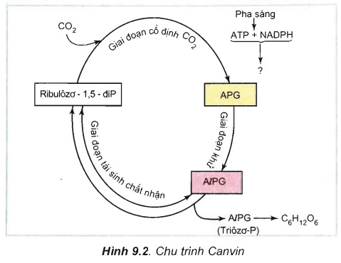 Sản phẩm quang hợp đầu tiên của chu trình Canvin là APG (axit photphoglixêric)