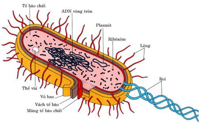 Tế bào vi khuẩn có chứa bào quan
