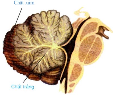 Trụ não cấu tạo từ các thành phần nào?