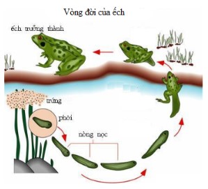 Quá trình biến thái hoàn toàn của ếch diễn ra