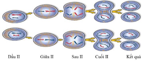 Kết thúc quá trình nguyên phân, số NST có trong mỗi tế bào con là: