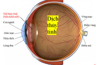 Cấu tạo quang học của mắt