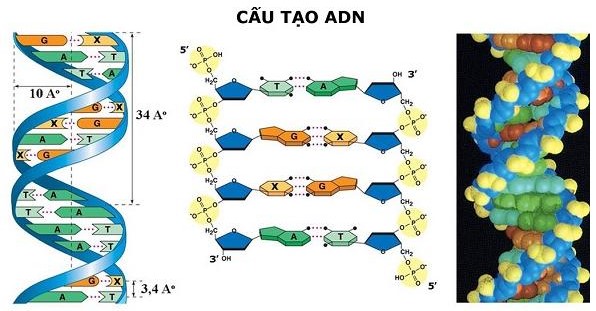 Điều đúng khi nói về đặc điểm cấu tạo của ADN là: