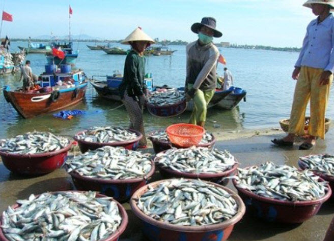 Vấn đề có ý nghĩa cấp bách trong việc phát triển nghề cá của Duyên hải Nam Trung B