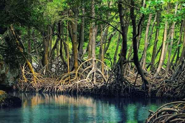 Diện tích rừng ngập mặn nước ta bị thu hẹp