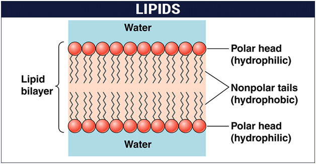 Lipit (hay lipid) không có đặc điểm cấu trúc đa phân