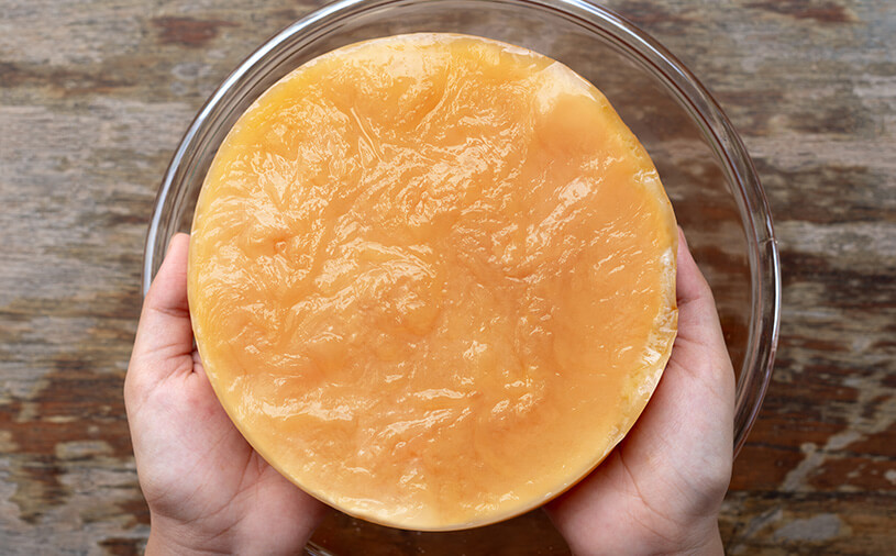 Scoby (nấm thủy sâm) là gì?