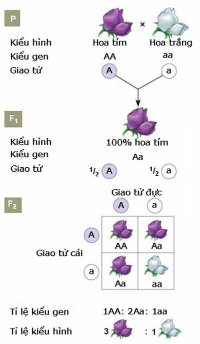 Lai phân tích là gì?