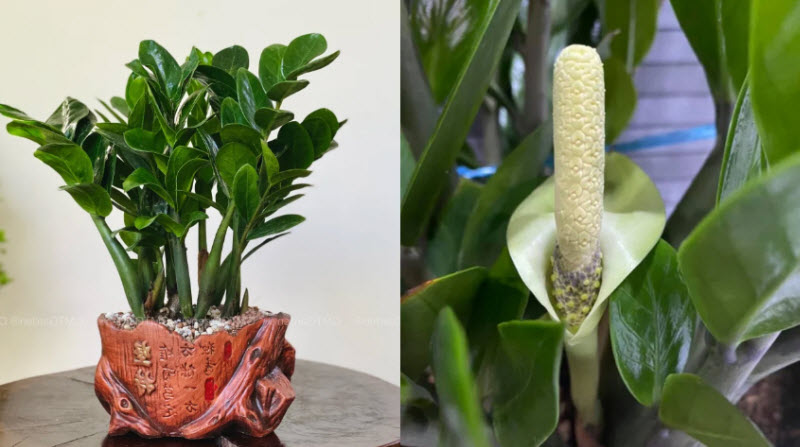 cây kim tiền ra hoa