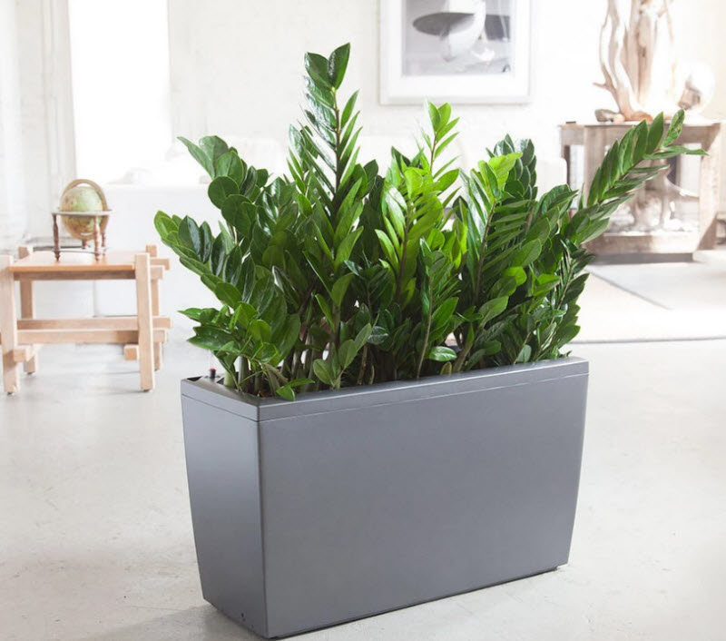 có rất nhiều chậu kim tiền đẹp