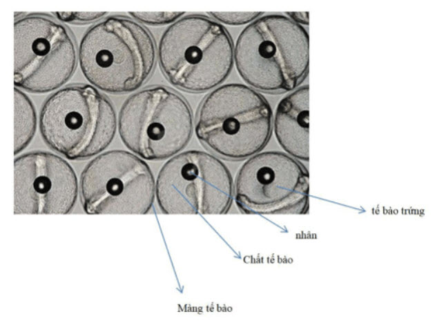 hình ảnh trứng cá thu được ảnh 2