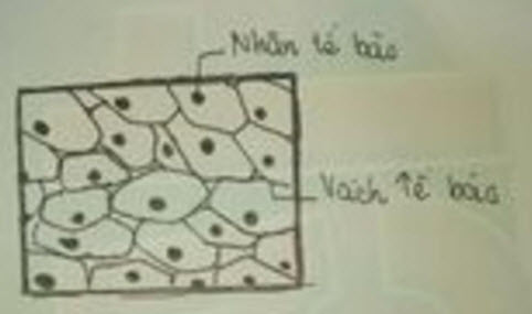 hình ảnh trứng cá thu được ảnh 4