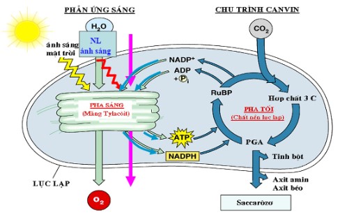 Các giai đoạn của quá trình quang hợp